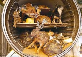We did not find results for: Owners Spend Thousands Freeze Drying Their Cats And Dogs Express Digest