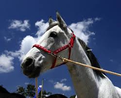 Нажмите на значок, чтобы скопировать в буфер обмена ▼. ã‚½ãƒ€ã‚· ç«¶èµ°é¦¬ ã‹ã‚ã„ã„ç™½æ¯›é¦¬ãªã®ã«g1åˆ¶è¦‡ æ¯ã®ãƒ–ãƒã‚³ã‚‚å¼·ã‹ã£ãŸ è¿½è¨˜ã‚ã‚Š Sports News Delivery