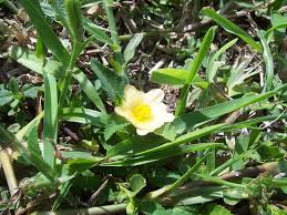 Image result for Sida serratifolia