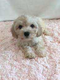 Pet breeder in bloomington, indiana. Pin On Puppies For Sale