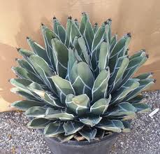 There are a number of succulents, including cacti, aloes, agaves. King Ferdinand Agave 10 Seeds Rareplant