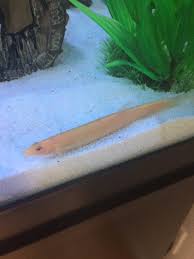 Golden Dojo Loach: The Ultimate Fish Guide To Caring For The Weather Loach  - Pet Zone Tropical Fish - San Diego, California