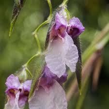 Image result for Thalia geniculata