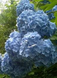 The Best Flowering Shrubs And Bushes For The Eastern And Western U S Flowering Bushes Flowering Shrubs Garden Shrubs