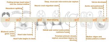 We did not find results for: Lecture Heart Development Embryology