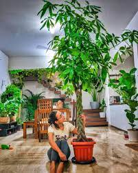 Huge Money Tree Potted Indoors Pachira Aquatica Money Trees Houseplants Plants