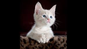 Funny Cats And Kittens Meowing Compilation Https Www Youtube Com Watch V Bnav93vtxmq In 2020 Cute Cat Gif Cute Cats And Kittens Kitten Pictures