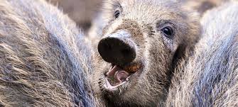 Warum Werden Jetzt Wildschweine Gejagt Duda News