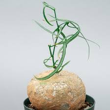 Image result for Adenia kirkii