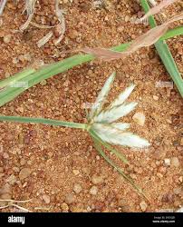 Image result for Cyperus margaritaceus
