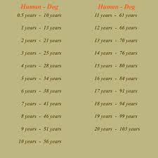 Dog Age Lifespan Dogs Biological Age