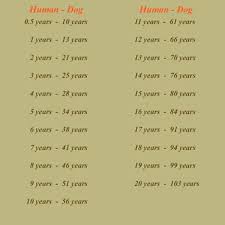 dog age lifespan dogs biological age