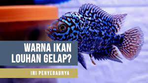 Ukuran ikan yang satu ini adalah sekitar 25 cm. Tips Tricks Warna Ikan Louhan Gelap Ini Penyebabnya Youtube