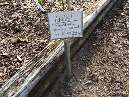 How to get rid of fire ants in garden. Fire Ants In The Garden Gardening In The Panhandle