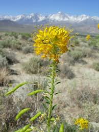 Image result for Cleome angustifolia