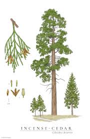 Image result for Calocedrus decurrens