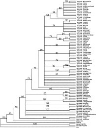 Image result for Moraea carsonii