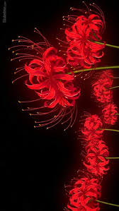 Tg Wallpaper Songs Songs Aesthetic Red Spider Lily Tokyo Ghoul Tokyo Ghoul Flower
