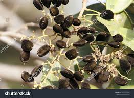 Image result for Dialium guineense
