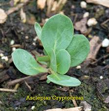 We did not find results for: Find Milkweed Plants And Milkweed Seeds For Monarchs 25