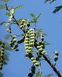 Image result for Acacia nilotica