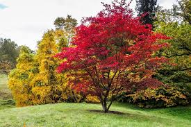 Readers digest provides planting information with photographs on how to plant a maple tree with the root ball covered in burlap. Japanese Maples How To Plant Care And Prune Garden Design