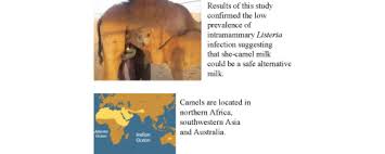 Our babies can't drink cow's milk or another species' milk because of its rich nutrient contents, the fda has approved the consumption of camel milk in the united states. Confirmed Low Prevalence Of Listeria Mastitis In She Camel Milk Delivers A Safe Alternative Milk For Human Consumption Sciencedirect