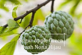 Yandex.translate works with words, texts, and webpages. Green Sugar Apple Fruits Seeds 10 Seed Big Pot Friendly Benih Buah Nona Merah Custard Apple Seed Mango Garden Lazada