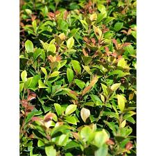 Find 170mm Acmena Allyn Magic Dwarf Lilly Pilly At Bunnings Warehouse Visit Your Local Store For The Widest Range Of Garden Products Plants Garden Herbs