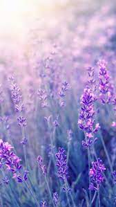 Hottest Pic Purple Flowers Aesthetic Popular Purple Flowers Are Elegant Flowers They Purple Flowers Wallpaper Flowers Photography Wallpaper Spring Wallpaper