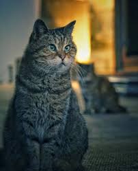 Gli The Hagia Sophia Cat Hagiasophiacat Instagram Posts Videos Stories On Picoji Com Picoji Happy Caturday Kavalerist12 Cats Cats Of Instagram Instagram