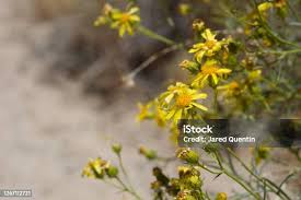 Image result for Senecio maranguensis