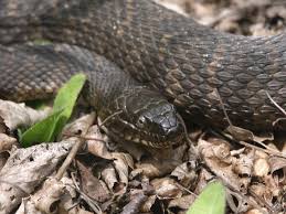45 Snake Species That Are Found In Louisiana