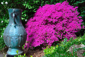 Kokedama are often used as hanging plants or as part of japanese string gardens. Compton Acres Capture The Essence Of Japanese Gardens The English Garden