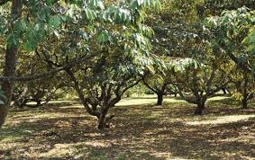 Jarak tanam 25×25 kaki = 50 pokok. Panen Durian 100 Buah Per Pohon Ilmubudidaya Com