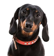 Give docson a json schema and it will generate a beautiful documentation. Dachshund Puppies For Sale Adoptapet Com
