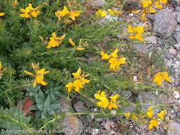 Image result for Adenocarpus