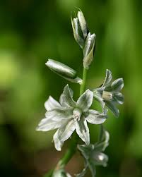 Image result for Ornithogalum seineri