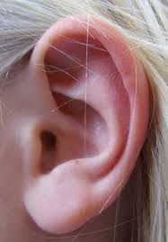 The eustachian tube is a small passageway from your inner ear to the back of your nose and plays an important part in the hearing process. Why Do I Sometimes Hear Ringing In My Ears Especially When I Drink Alcohol Scienceline