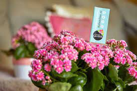 Kalanchoe Garden Veel Bloemen Weinig Verzorging Groenvandaag