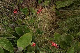 Image result for Indigofera dimidiata