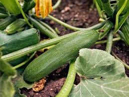 Scrub your zucchini with a clean scrub brush that is only used for cleaning food and that has not been used with poisonous cleaners. Deformed Zucchinis Reasons For Bumps And Yellow Spots On Zucchini