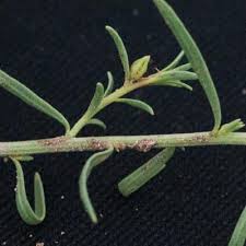 Image result for Aptosimum marlothii