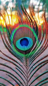 Peep Of Peacock Iphone Wallpaper Iphone Wallpapers Nature Iphone Wallpaper Krishna Wallpaper Iphone Wallpaper Landscape