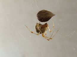 We did not find results for: Common House Spiders What S Around My Home The Infinite Spider