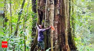 Image result for Tessmannia