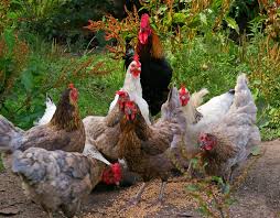 organic chicken feed a short guide on the nutrition of