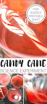 Dissolving Candy Cane Experiment Candy Cane Science Christmas Science Experiments Candy Cane Experiment