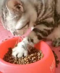 Funny Way Of Eating Funny Way Of Eating Cute Cat Eating Catlovers Bemorepanda Cute Baby Animals Funny Cute Cats Cute Baby Cats