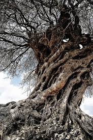 An Old Olive Tree Taken In Central Cyprus Olive Tree Old Trees Unique Trees